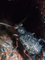 Asaphidion