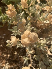 Atriplex lindleyi