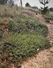 Pultenaea subspicata