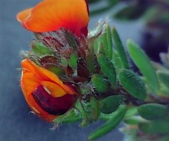 Pultenaea subspicata