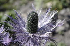 Eryngium alpinum