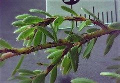 Pultenaea subspicata
