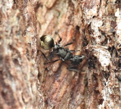 Polyrhachis mjobergi