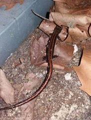 Chioglossa lusitanica