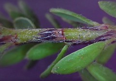 Pultenaea subspicata