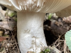 Russula alboareolata