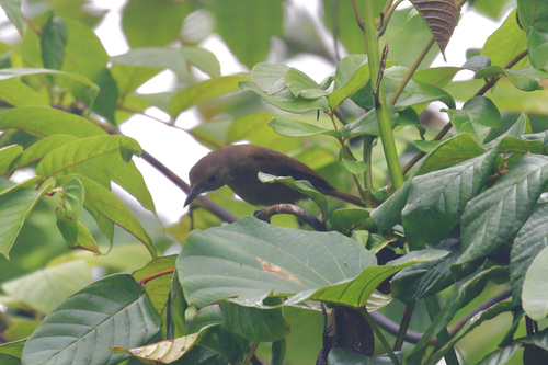 Black-throated Shrikebill