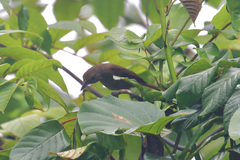 Clytorhynchus nigrogularis