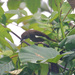 Black-throated Shrikebill - Photo (c) Bird Explorers, some rights reserved (CC BY-NC), uploaded by Bird Explorers
