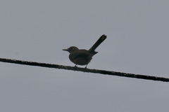 Clytorhynchus nigrogularis
