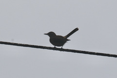 Clytorhynchus nigrogularis