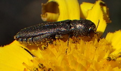 Promeliboeus strandi