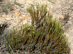 Erica coarctata