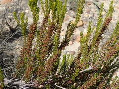 Erica coarctata