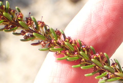 Erica coarctata