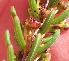 Erica coarctata