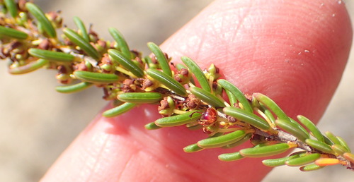 Image of Caterpillar Heath (Erica coarctata) by (c) Nicola van Berkel, some rights reserved (CC BY-SA)