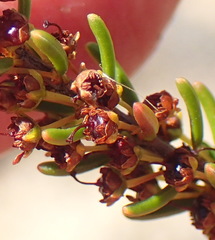 Erica coarctata
