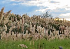 Cortaderia selloana
