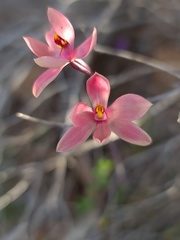 Thelymitra × macmillanii