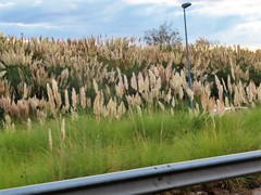 Cortaderia selloana