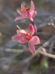 Thelymitra × macmillanii