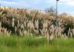 Cortaderia selloana
