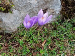 Crocus nudiflorus
