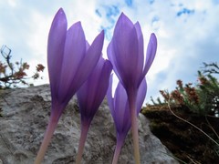 Crocus nudiflorus