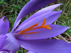 Crocus nudiflorus