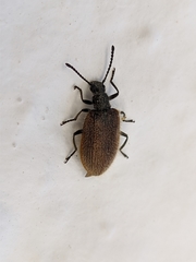 Lagria grenieri