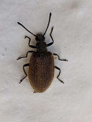Lagria grenieri