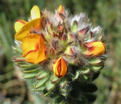 Pultenaea canescens