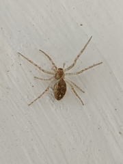 Larinia lineata