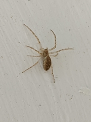 Larinia lineata
