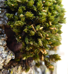 Ulota crispa