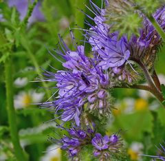 Phacelia tanacetifolia