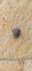 Polyphaga aegyptiaca