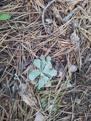 Antennaria caucasica