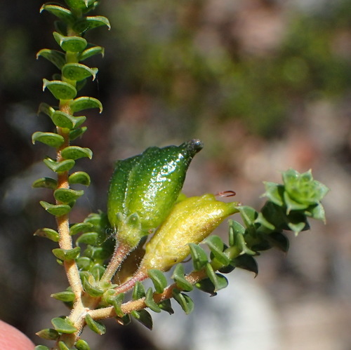 Image of Agathosma recurvifolia by (c) Nicola van Berkel, some rights reserved (CC BY-SA)