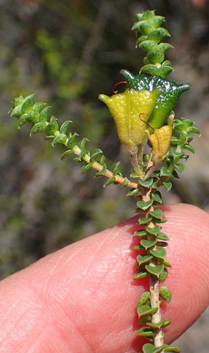 Image of Agathosma recurvifolia by (c) Nicola van Berkel, some rights reserved (CC BY-SA)