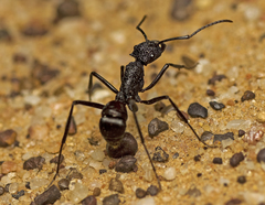 Rhytidoponera taurus