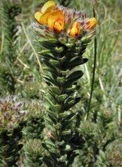 Pultenaea canescens