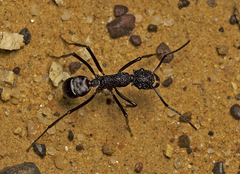 Rhytidoponera taurus