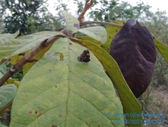 Aubergina vanessoides