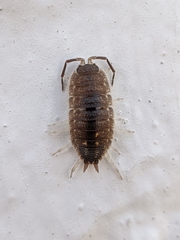 Porcellio ornatus