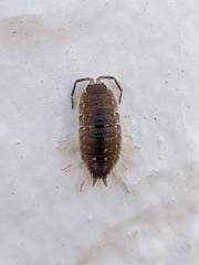 Porcellio ornatus