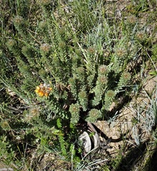 Pultenaea canescens