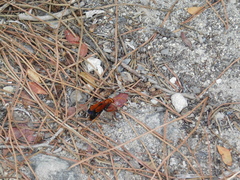 Cryptocheilus discolor