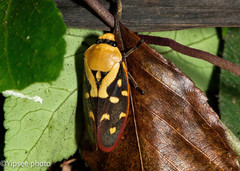 Phymatostetha rufolimbata